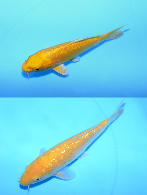 よく頂くご質問♪ | 錦鯉販売・川崎錦鯉店のオフィシャルブログ