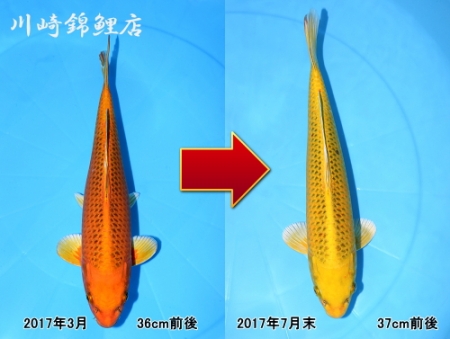 オレンジ→金色 | 錦鯉販売・川崎錦鯉店のオフィシャルブログ