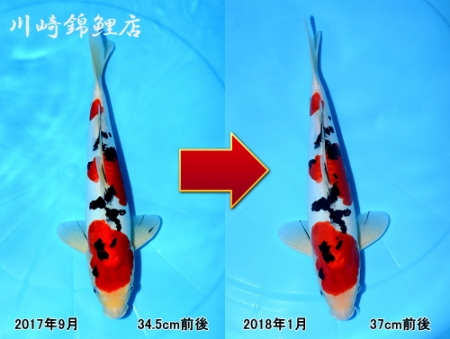 ドイツ三色