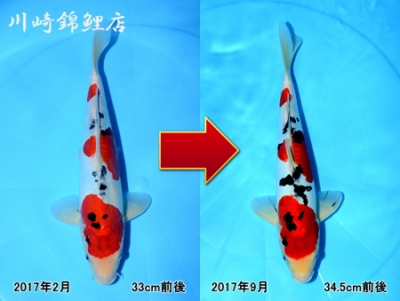 ドイツ三色