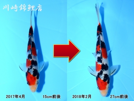 大正三色