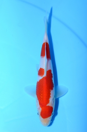 紅白