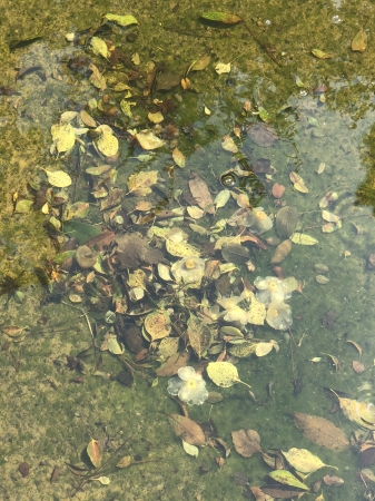 落葉