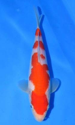 紅白