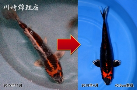 紅銀河
