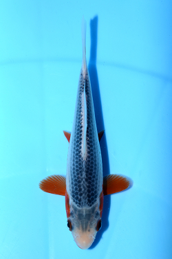 浅黄