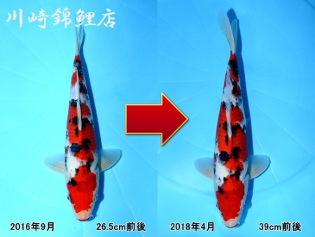 大正三色