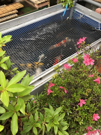 お客様の池