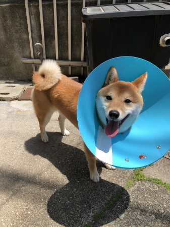 きな子