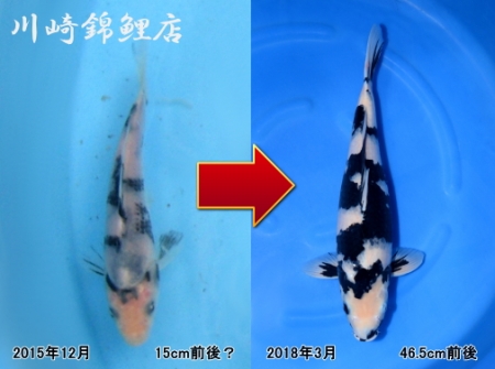 白写り