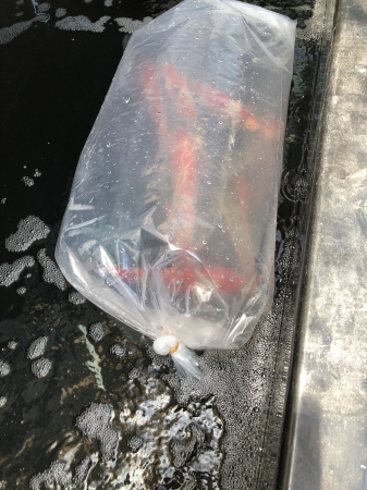 新着鯉