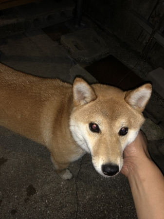 きな子