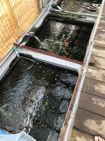 販売池