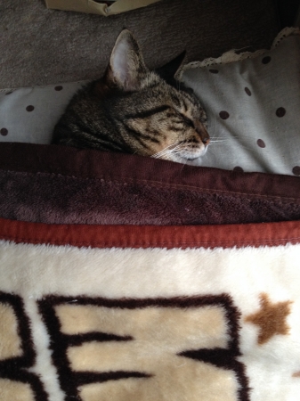 猫の善光寺