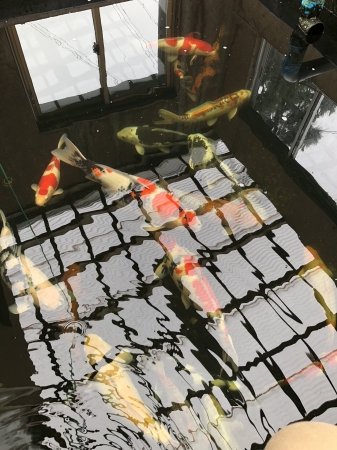 お客様の池