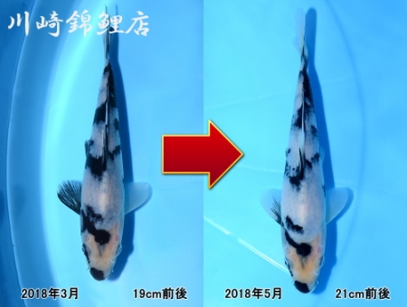 白写り