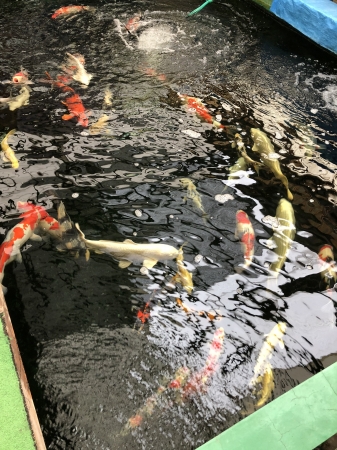販売池