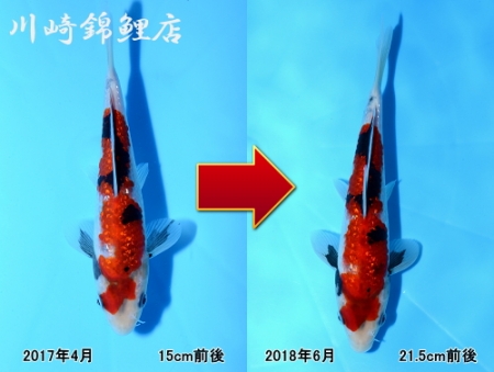 銀鱗昭和
