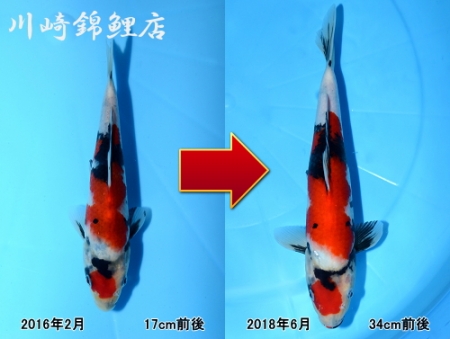 昭和三色