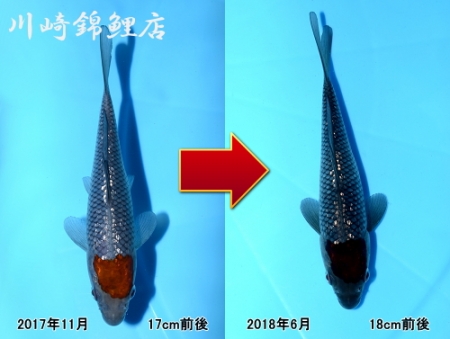 丹頂銀鱗落葉