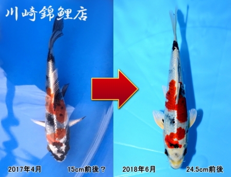 金昭和