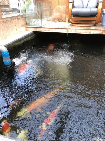 お客様の池