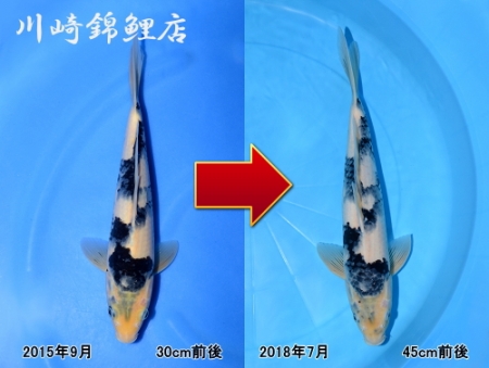 白写り