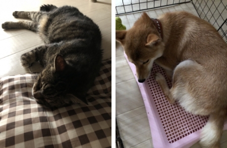 猫と犬