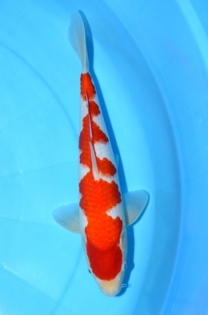 紅白