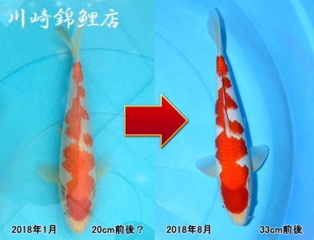 紅白