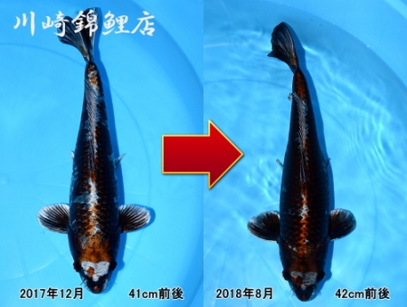 メタリック落葉