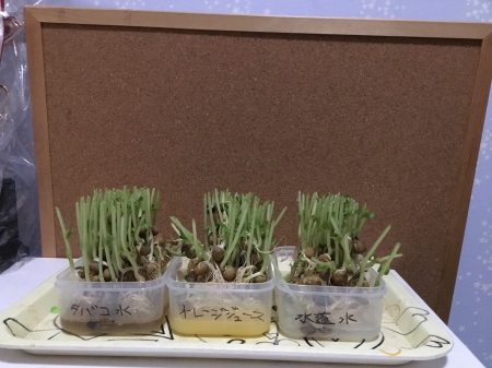 豆苗1