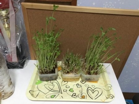 豆苗2