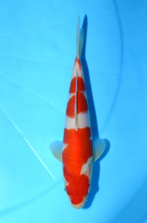 紅白