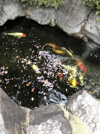 お客様の池