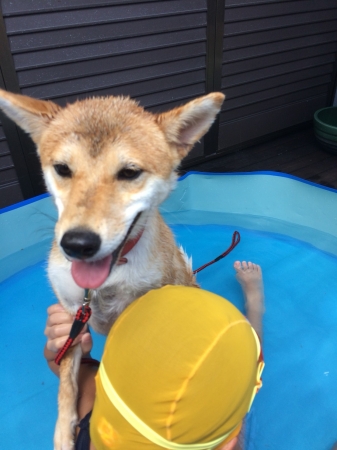 プール