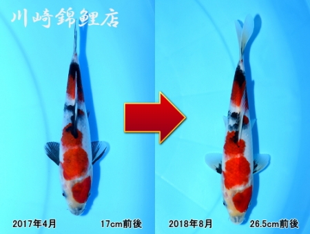 昭和三色
