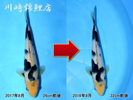 白写り