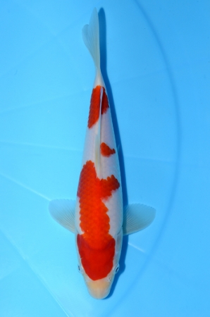 紅白