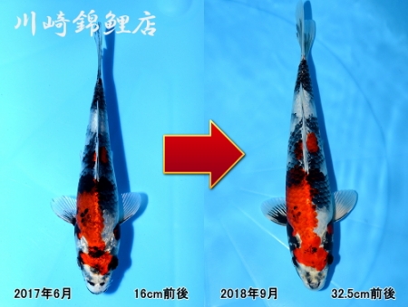 金昭和