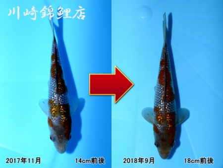 銀鱗落葉しぐれ