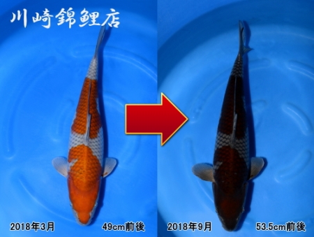 落葉しぐれ