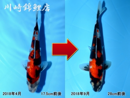 銀鱗昭和