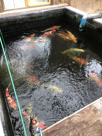 お客様の池