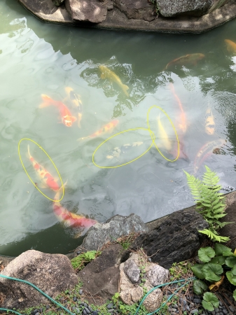 お客様の池