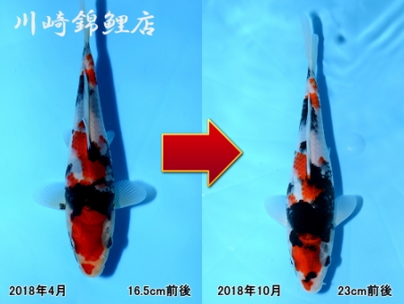 昭和三色