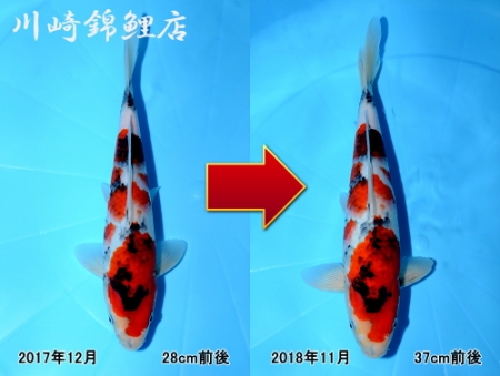 昭和三色