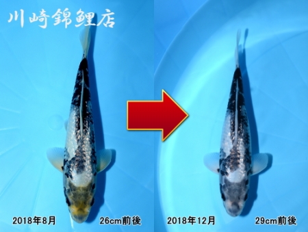 銀鱗松川バケ