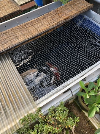 お客様の池