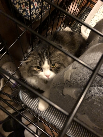 愛猫2